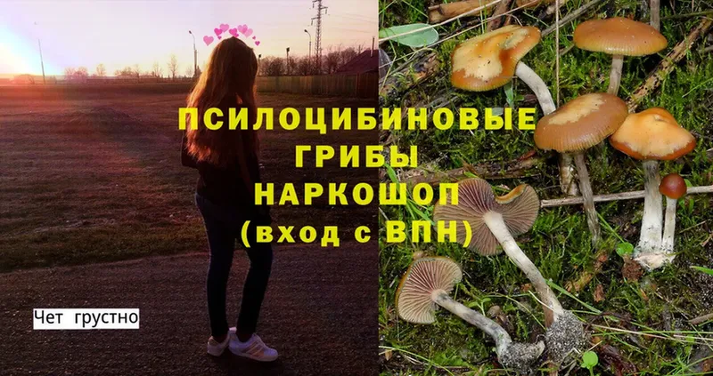 Псилоцибиновые грибы Cubensis  где купить   Туймазы 